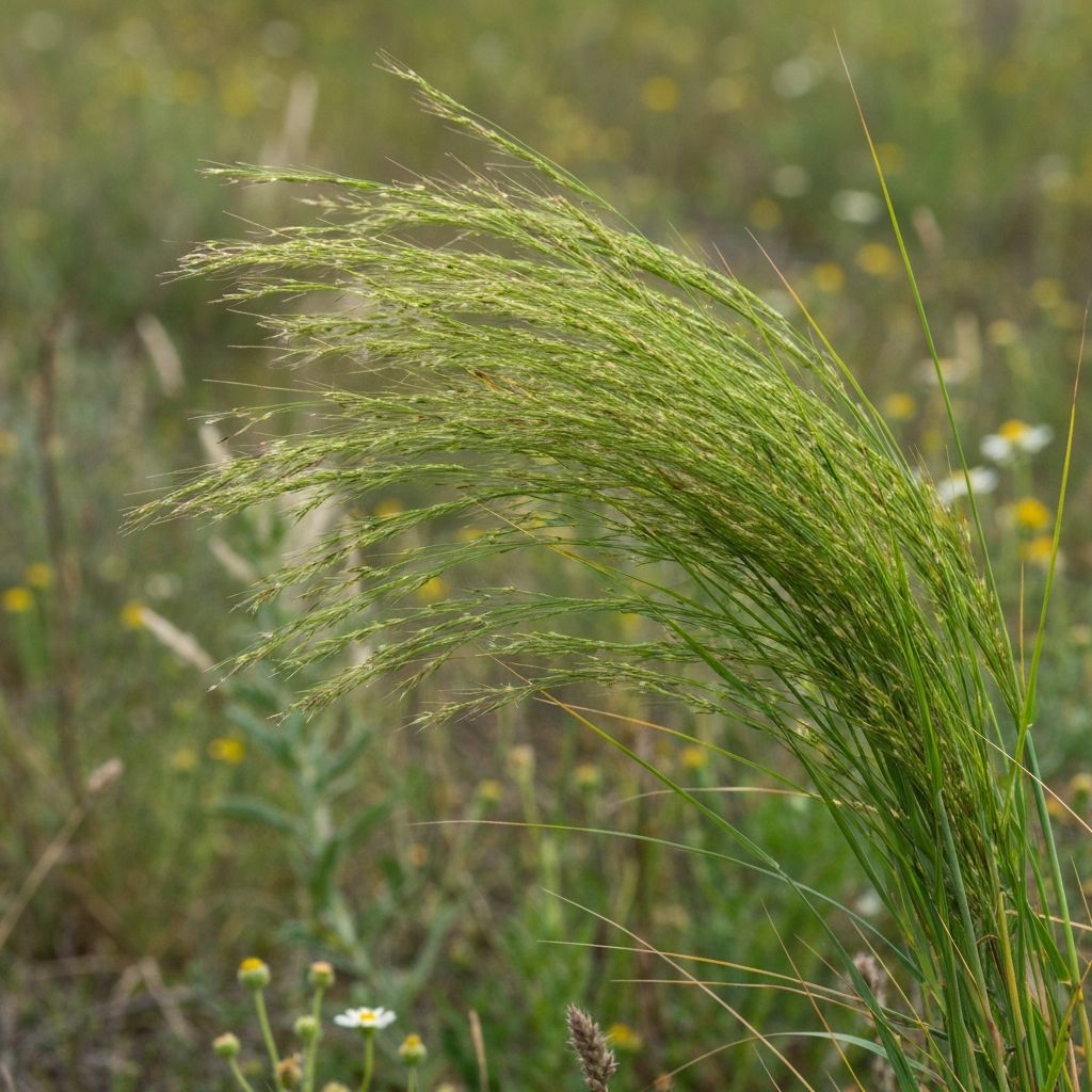 Sideoats Grama the official Texas state grass